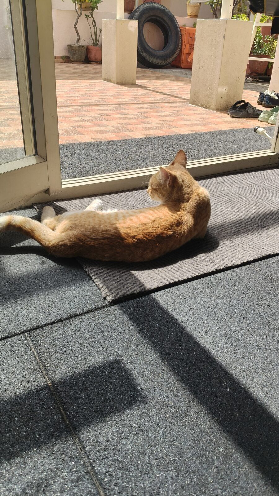 Cat sun-bathing in the gym